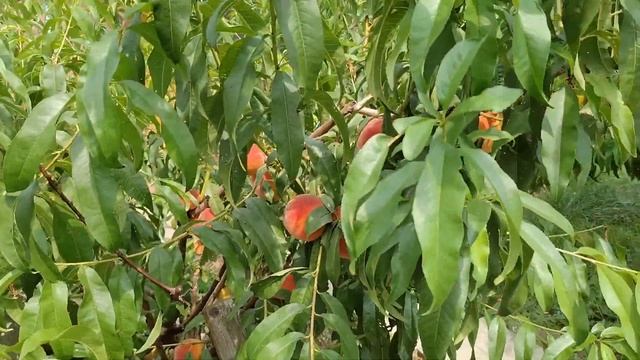 Персик Киевский ранний. смотреть онлайн