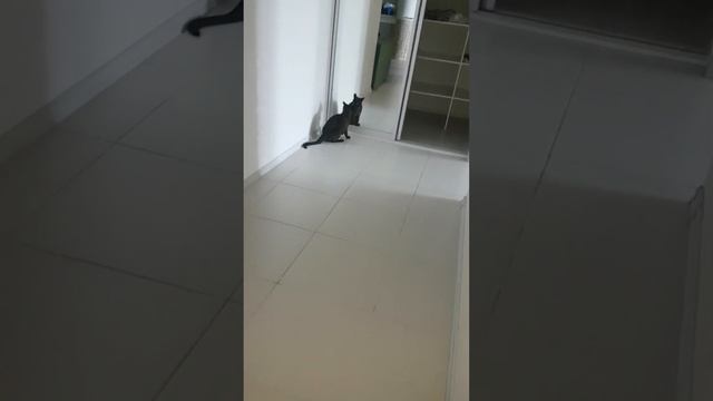 Когда счастье в доме (БУРМА)! Бой с Тенью Феличита (Felicità). смотреть онлайн