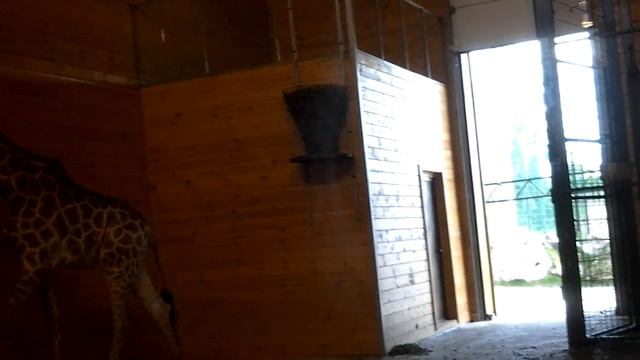 Жираф в зоопарке Лимпопо смотреть онлайн