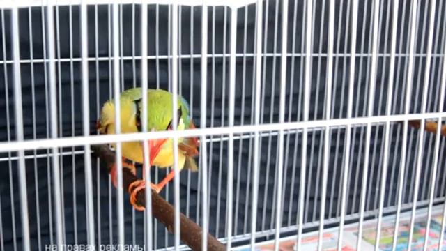 Птиц из самых разных уголков мира можно увидеть в городском музее смотреть онлайн