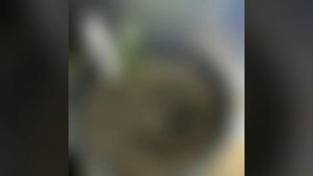 Brugmansia Timelapse Grow From Seed