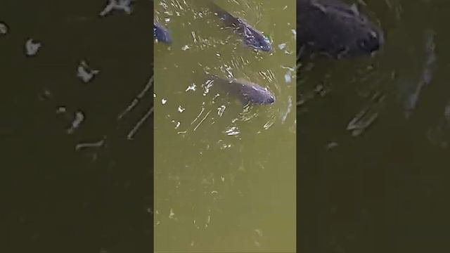 Ручная рыба короп 2 смотреть онлайн