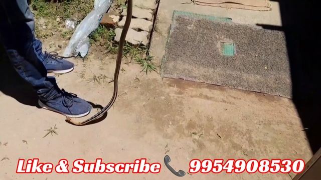Copper Headed Trinket Snake Rescue From Brindaban Nagar. Sivsagar смотреть онлайн