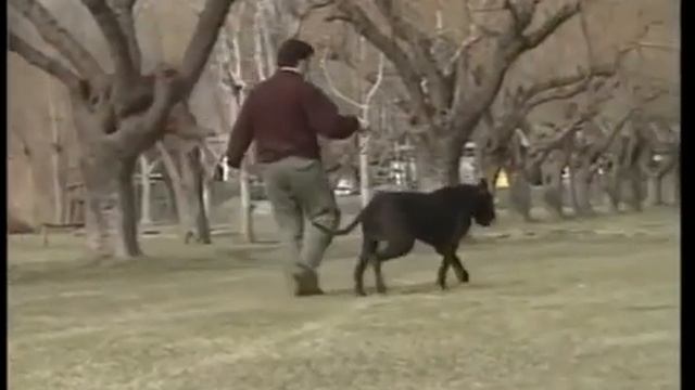Немецкий дог. Лучшие породы собак. смотреть онлайн