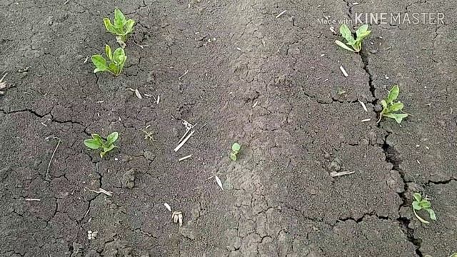 Система защиты сахарной свёклы от компании ООО Сэйфти Филд часть 3. смотреть онлайн