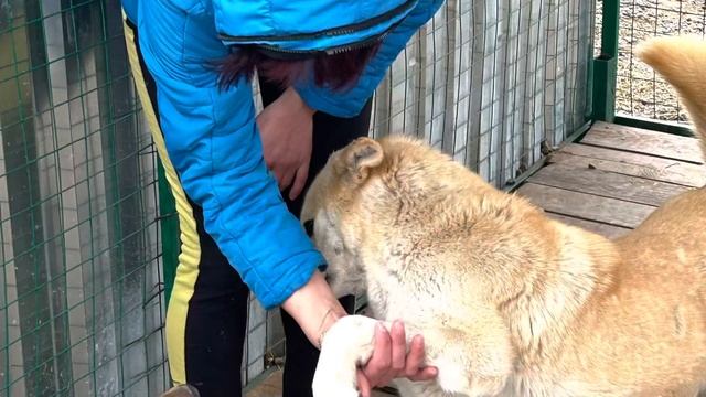 Сказки из жизни. Приют.Хакасия. Нужна ваша помощь!помощь89135440512. смотреть онлайн