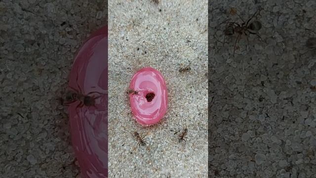 Муравьи накинулись на конфету Жизнь муравьёв Ants eat candy . insects смотреть онлайн