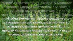 Крапива. Лечебные свойства и противопоказания.