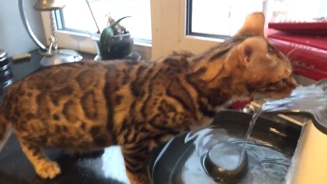 Поилка для котов смотреть онлайн