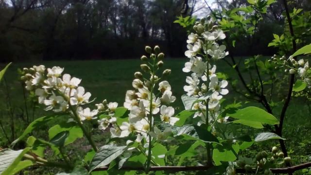Муравьи на черёмухе. Тоже любят нектар. смотреть онлайн