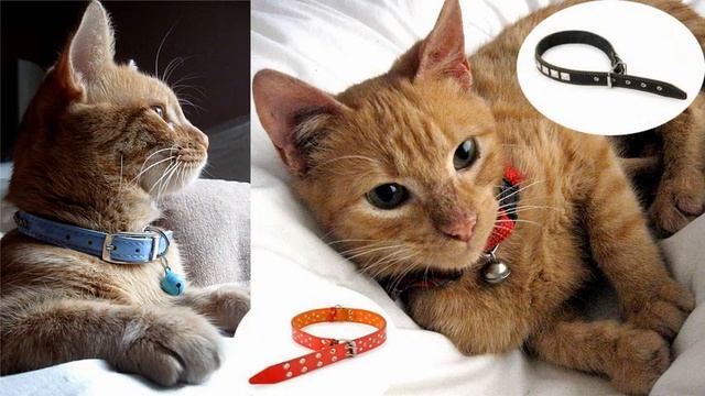 Красивые ошейники для кошек смотреть онлайн