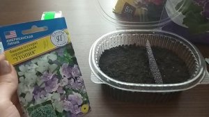 Ампельные растения. БАКОПА. Посев семян. Выращивание рассады бакопы