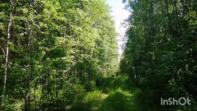 02.07.22 Влог-как мы полдня искали грибы-родник-бабочка-заблудилась,муж нашёл-пою в лесу-жарю грибы. смотреть онлайн