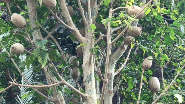 Forest Gardenia смотреть онлайн