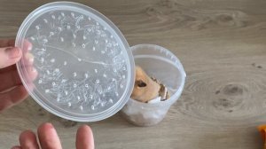 ЕДЕМ ПОКУПАТЬ ХОМЯКА// самый милый vlog?