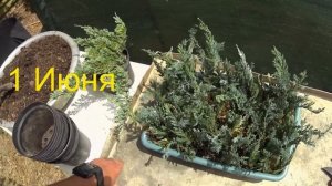 Разведение горизонтального можжевельника - БЛЮ ЧИП,  (Blue Chip) - весь процесс "ОТ и ДО".