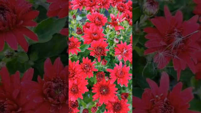 хризантема мультифлора. заказ черенков весна 2023#мультифлора #хризантема #хризантемамультифлора смотреть онлайн