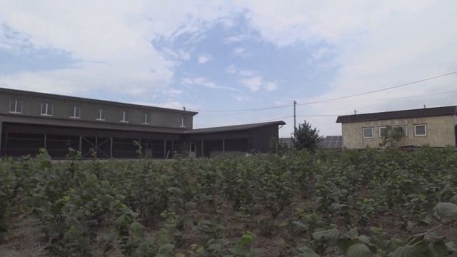 Сбор урожая фундука 2022. "Сирена" краснолистный. смотреть онлайн