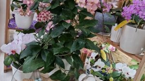 Фаленопсис Эквестрис Граз.Особенности сорта.Обзор букетного цветения орхидеи.Хойя Патриция, Фитчи.