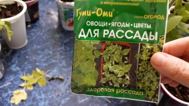 Рассада Томатов Желтеет и Вянет? Как я помогаю ей.Простой и быстрый способ!???? смотреть онлайн