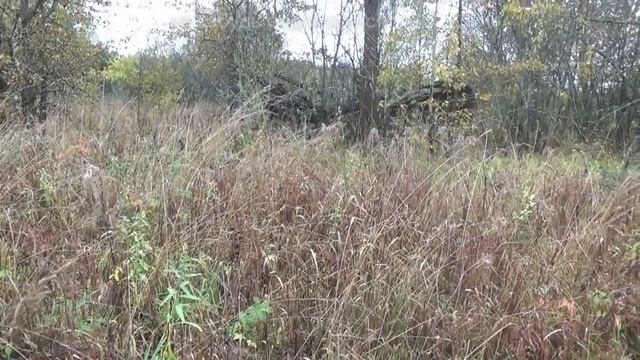 затерянный в Костромских лесах 2