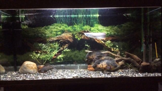 АрованаАстранотусы