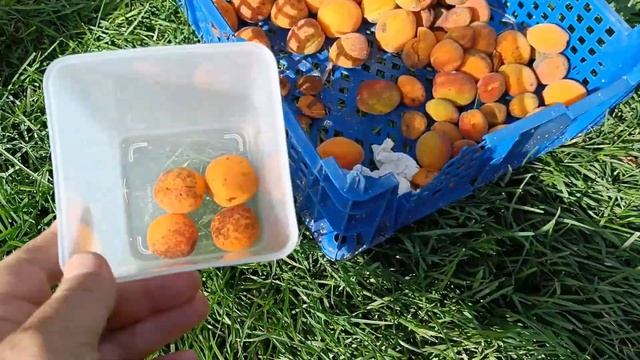 Абрикосы Триумф севера, Саратовский рубин, Приморский румяный в Подмосковье 2022г. смотреть онлайн