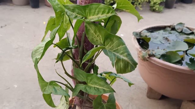 Syngonium Plant ☘️||propagation|| Fertilizer|| Care Tips