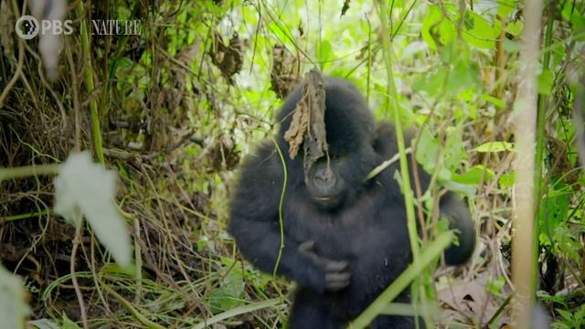 Alpha Gorilla is Dad of the Year смотреть онлайн