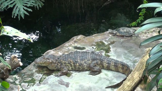 Stuttgart Wilhelma Zoo and Botanical Garden Crocodile / Крокодил смотреть онлайн