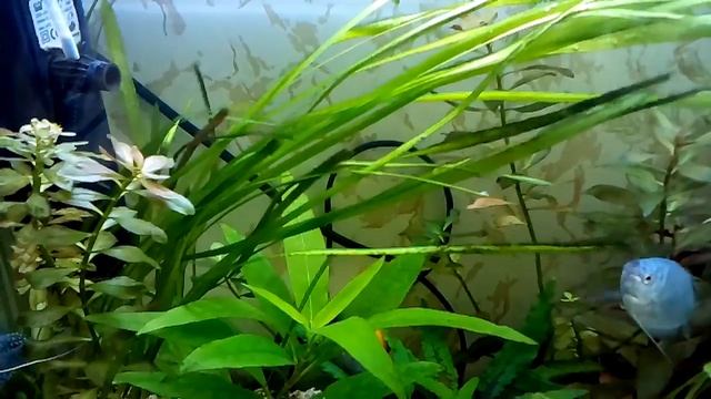 Диодные ленты в аквариуме, травник на диодных лентах смотреть онлайн