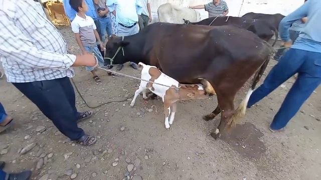 МОЛ БОЗОРИ ШАХРИТУЗ НАРХОИ МОЛХО ХАМБИД АРЗОН ШИД МАРХАМАТ ТАМОШО КНЕН смотреть онлайн