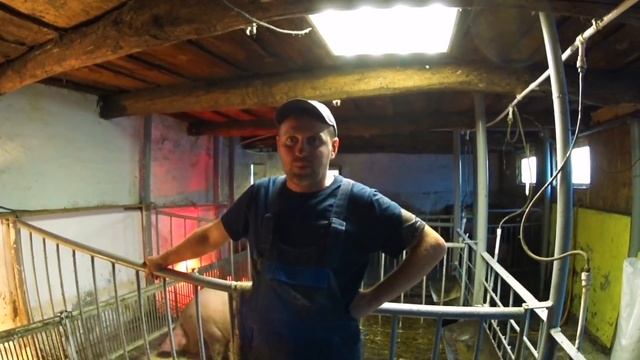 Опорос у свиноматки породы пьетрен смотреть онлайн