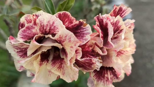 BUNGA ADENIUM GOLDEN YEAR смотреть онлайн
