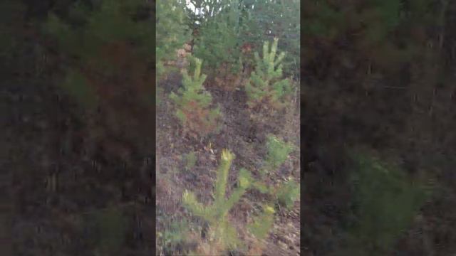 нагонка русских гончих по зайцу смотреть онлайн