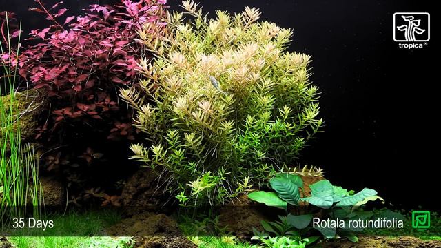 Rotala rotundifolia смотреть онлайн