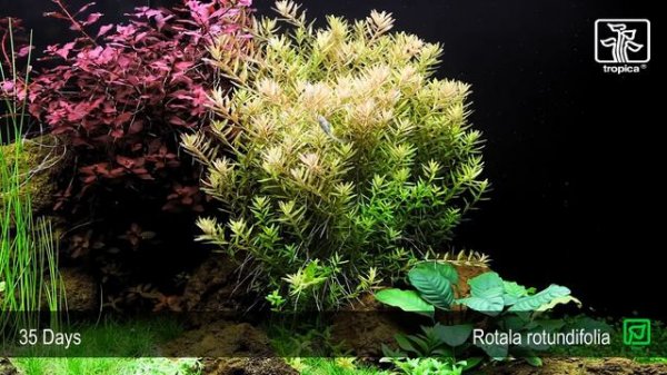 Rotala rotundifolia