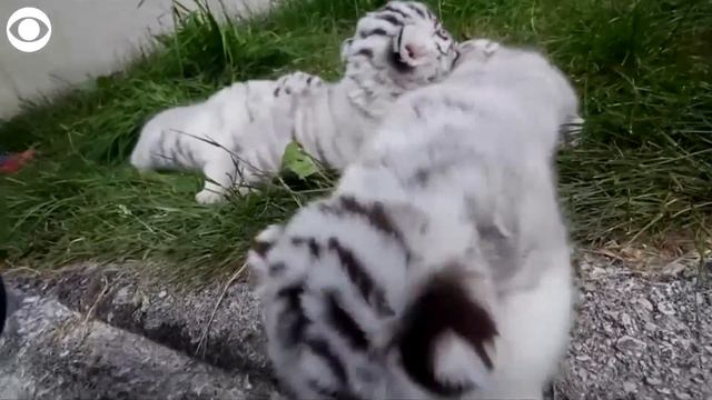 WEB EXTRA: White Bengal Tiger Cubs смотреть онлайн