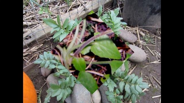 ВАЛЕРИАНА  (VALERIANA)  сем. Валериановые