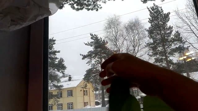 БАУХИНИЯ. ОРХИДЕЙНОЕ ДЕРЕВО. смотреть онлайн