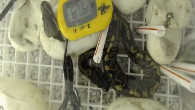 GHI x Mojave Ghost Ball Python Clutch #4 2021 Time Lapse смотреть онлайн