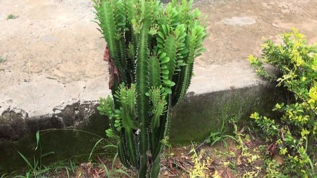 Cactus Euphorbia lactea смотреть онлайн