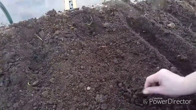 Ранняя посадка зелени в теплице смотреть онлайн