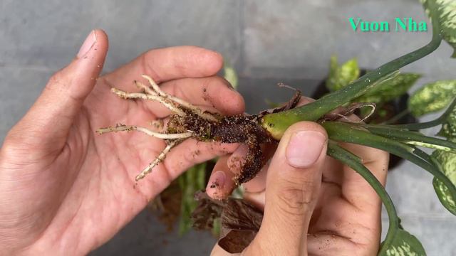 Cách nhân giống cây ngọc ngân trong cát | Growing Aglaonema in water смотреть онлайн