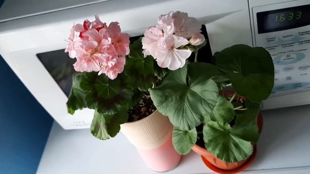 Dylan Cherone и Brookside Polka смотреть онлайн