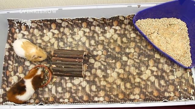 Угловой Туалет Для Морских Свинок / SvinkiShow смотреть онлайн