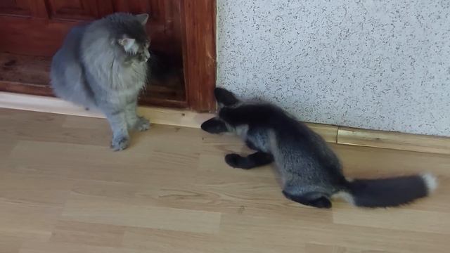 Лисичка Леся и Тихон просятся на улицу смотреть онлайн