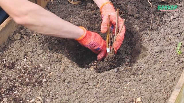 Особенности посадки малины смотреть онлайн