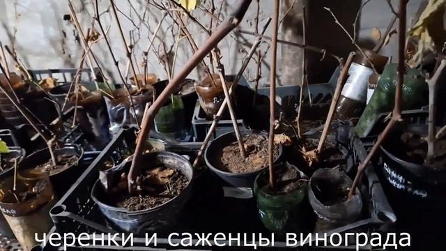 Мой способ хранения саженцев винограда 2023-2024 смотреть онлайн