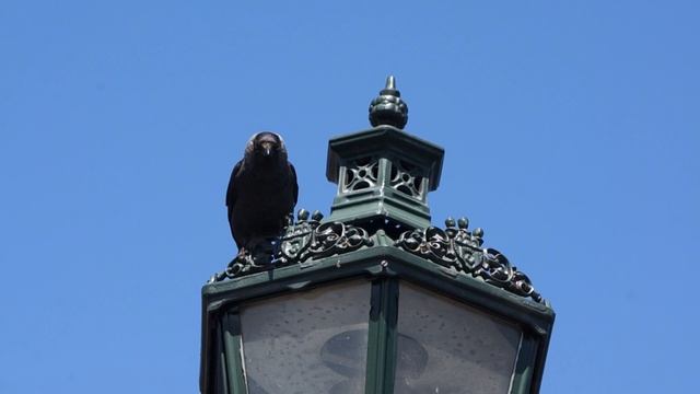 Ворона на Карловом мосту смотреть онлайн